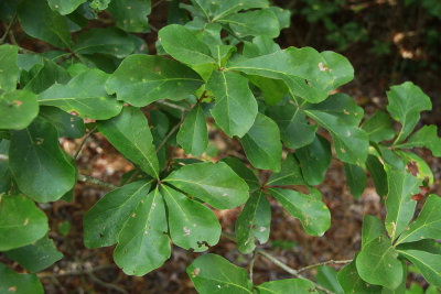Quercus nigra- (Water Oak)