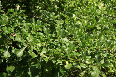 Quercus nigra- (Water Oak)
