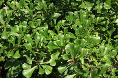 Quercus nigra- (Water Oak)