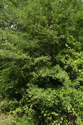 Quercus nigra- (Water Oak)