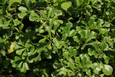 Quercus nigra- (Water Oak)