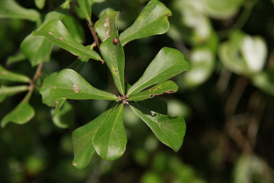 Quercus nigra- (Water Oak)