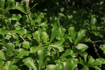 Quercus nigra- (Water Oak)