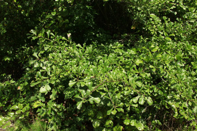 Quercus nigra- (Water Oak)