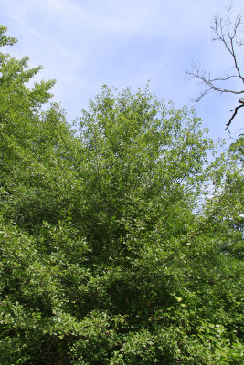 Quercus nigra- (Water Oak)