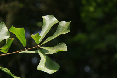 Quercus nigra- (Water Oak) ENOUGH ALREADY!