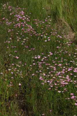 Sabatia stellaris- Salt Marsh Pink