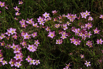Sabatia stellaris- Salt Marsh Pink