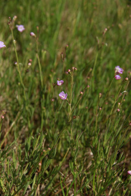 Agalinis maritima- Seaside Gerardia