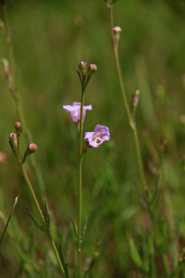 Agalinis maritima- Seaside Gerardia