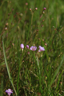 Agalinis maritima- Seaside Gerardia