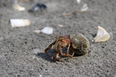 Flat-clawed Hermit Crab