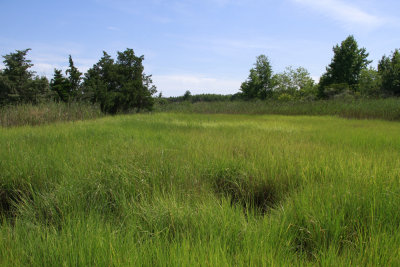 Salt marsh
