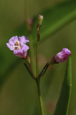 Agalinis maritima- Seaside Gerardia