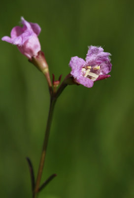 Agalinis maritima- Seaside Gerardia