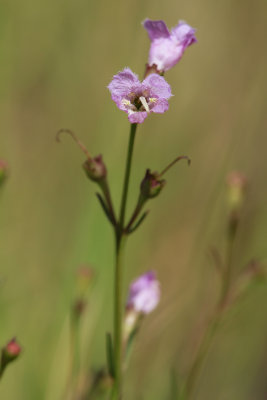 Agalinis maritima- Seaside Gerardia