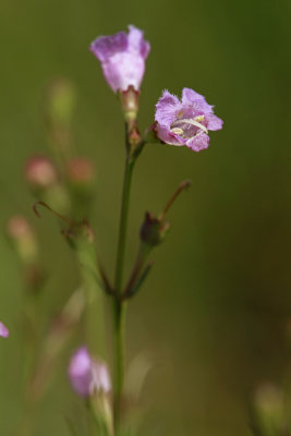 Agalinis maritima- Seaside Gerardia