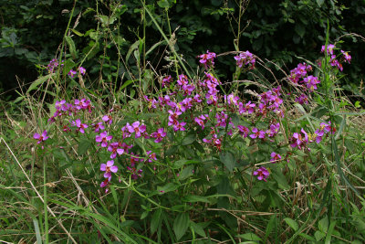 Rhexia virginica- Virginia Meadow Beauty