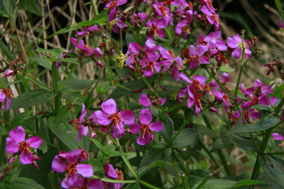 Rhexia virginica- Virginia Meadow Beauty