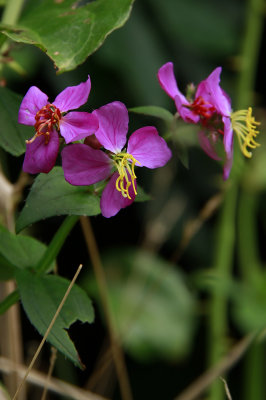 Rhexia virginica- Virginia Meadow Beauty