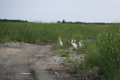 Little Blue Herons