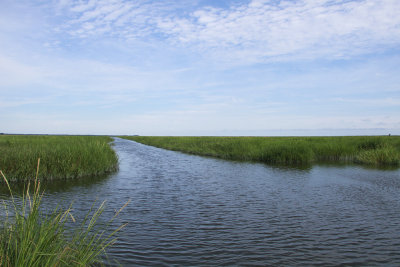 Salt Marsh
