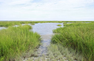 Salt marsh