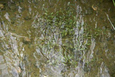 Sesuvium maritimum under water