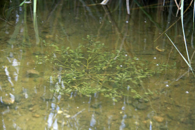 Sesuvium maritimum under water