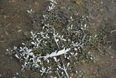 Sesuvium maritimum under water