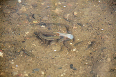 Fish feeding frenzy on the 'road'!