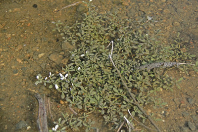 Sesuvium maritimum under water