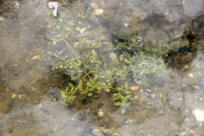 Sesuvium maritimum under water