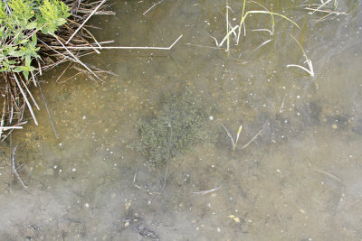 Sesuvium maritimum under water