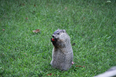 Groundhog eating tomato