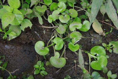 Heteranthera reniformis- Kidney-leaf Mud Plantain