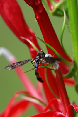 Lobelia cardinalis and unknown fly