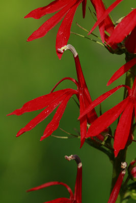 Lobelia cardinalis- Cardinal Flower
