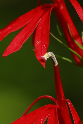 Lobelia cardinalis- Cardinal Flower