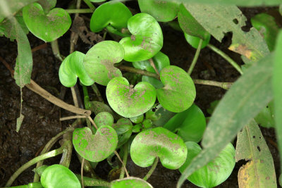 Heteranthera reniformis- Kidney-leaf Mud Plantain