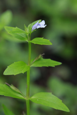 Lindernia dubia- Yellow seed False Pimpernel