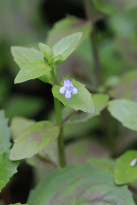 Lindernia dubia- Yellow seed False Pimpernel
