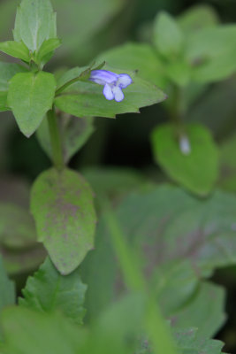 Lindernia dubia- Yellow seed False Pimpernel