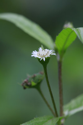 Eclipta prostrata- False Daisy