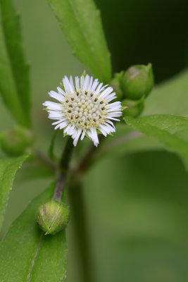 Eclipta prostrata- False Daisy