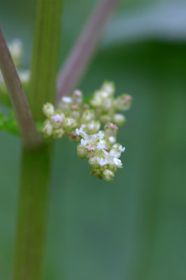 Pilea pumila- Clearweed