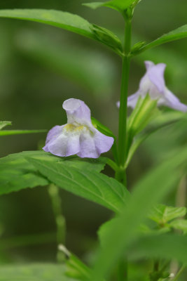 Mimulus alatus- Winged Monkey Flower