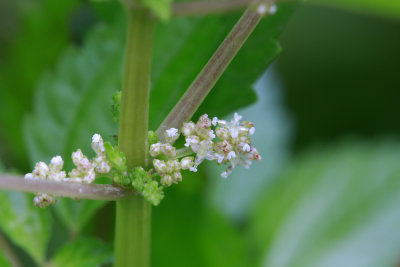Pilea pumila- Clearweed