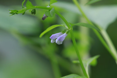 Scutellaria lateriflora- Mad Dog Skullcap