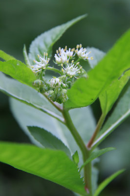 Penthorum sedoides- Ditch Stonecrop